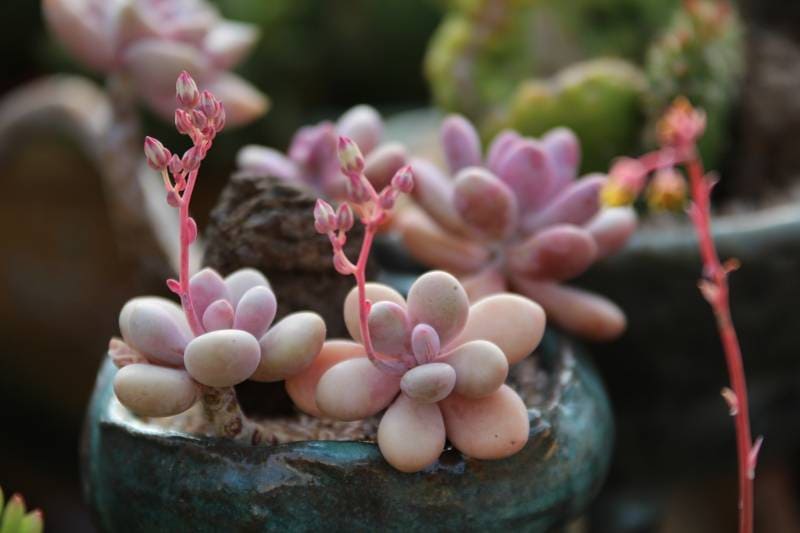 A Blooming Marvel Unraveling the Beauty of Flowering Succulents