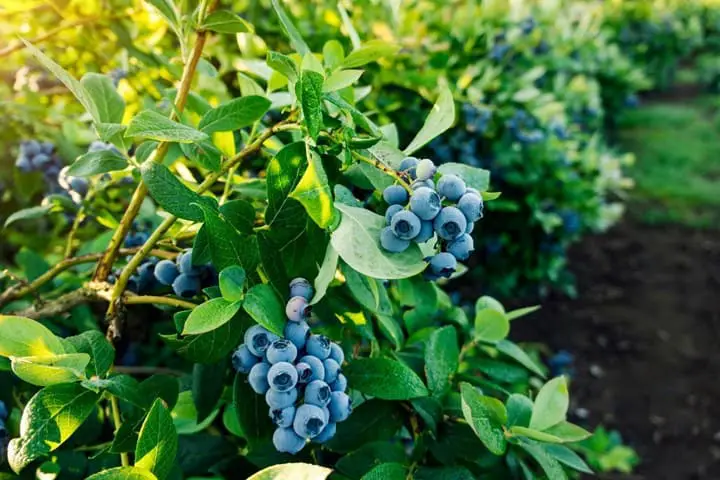 Best Blueberry Companion Plants Enhancing Your Garden's Bounty