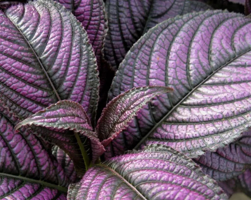 Discover the Beauty of Purple Foliage Plants A Guide