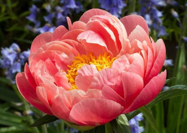 Discover the Enchanting Coral Sunset Peony A Blooming Marvel"