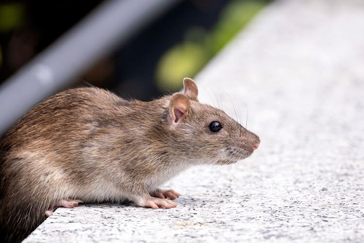 Eco-Friendly Options for Rat Removal in Pasadena