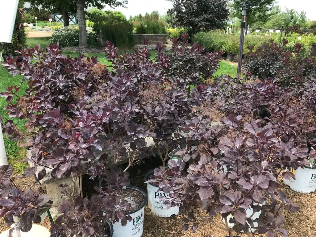 Enigmatic Beauty of Winecraft Black Smokebush A Guide to Cultivation and Care