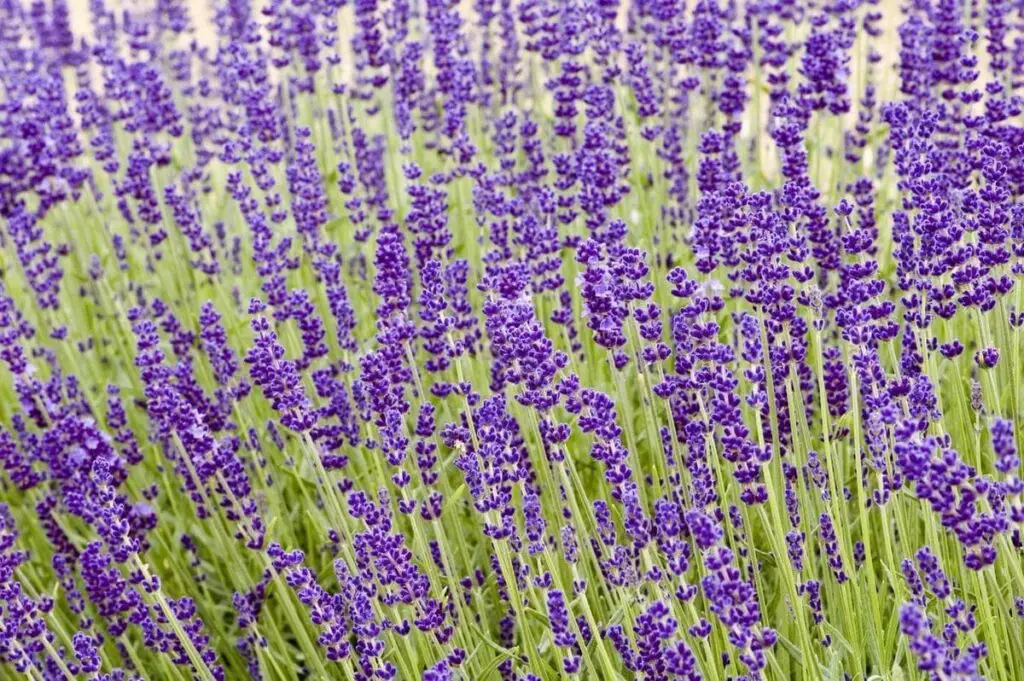Enrich Your Garden with Hidcote Lavender A Comprehensive Guide