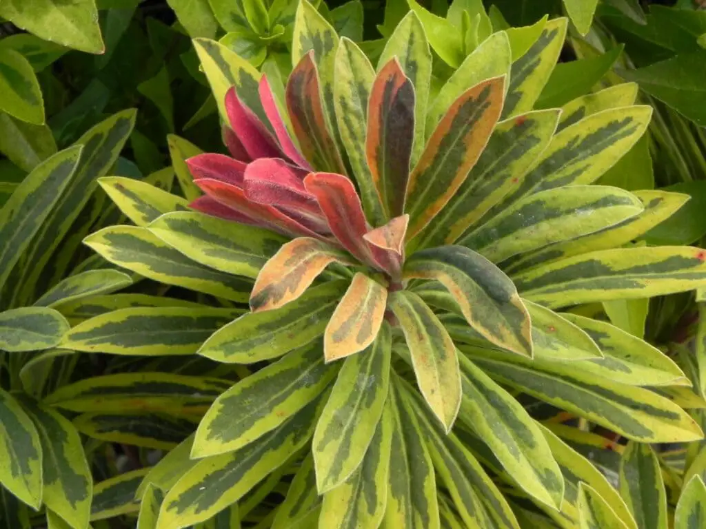 Euphorbia Ascot Rainbow Adding Vibrancy to Your Garden