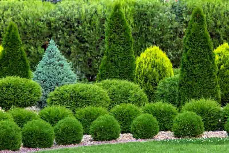 Exploring the Beauty and Benefits of North Pole Arborvitae