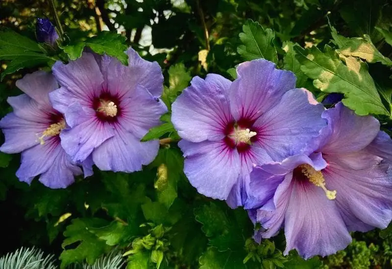 Blue Chiffon Rose of Sharon A Delicate Beauty for Your Garden