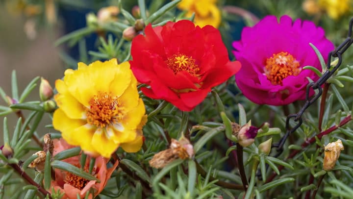 How Double Flowered Rose Moss Can Transform Your Garden A Guide