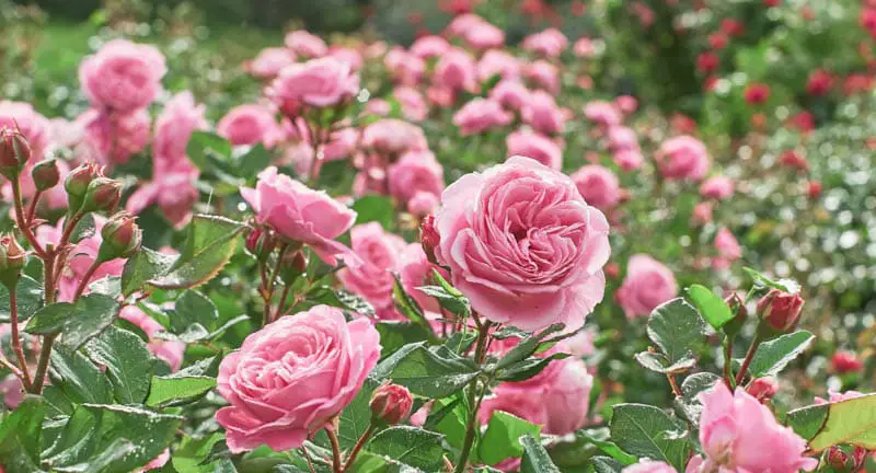 In the Pink Rose Garden A Comprehensive Guide to Cultivating Beauty