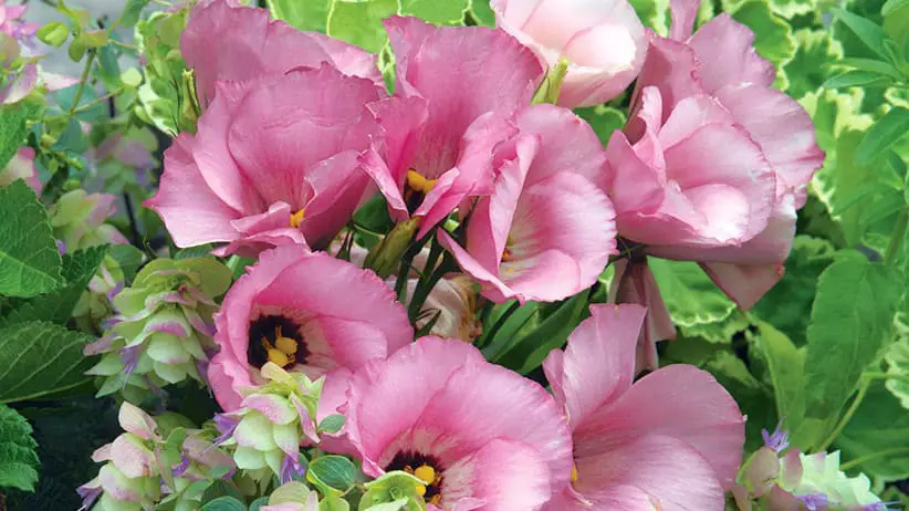 Lisianthus Flowers A Guide to Elegance in Bloom
