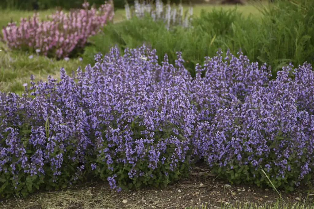 Marvels of the Cat's Pajamas Plant A Gardener's Guide to Spectacular Blooms