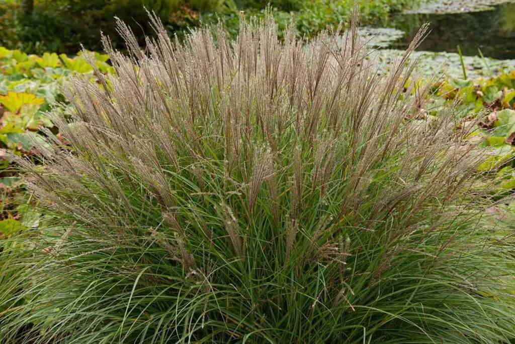 Perennial Ornamental Grasses Transforming Landscapes with Timeless Elegance