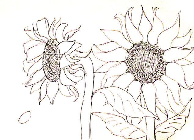 Sunflowers Drawing Unleashing Your Creative Potential