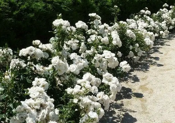 The Marvel of White Drift Roses A Timeless Elegance in Your Garden