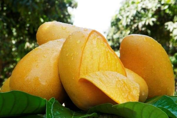 The Nutritional Benefits of Manila Mangoes A Comprehensive Guide