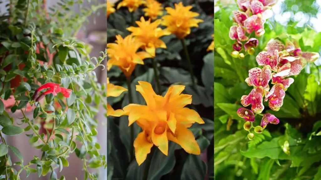 Unlock the Beauty A Guide to Floral Indoor Plants