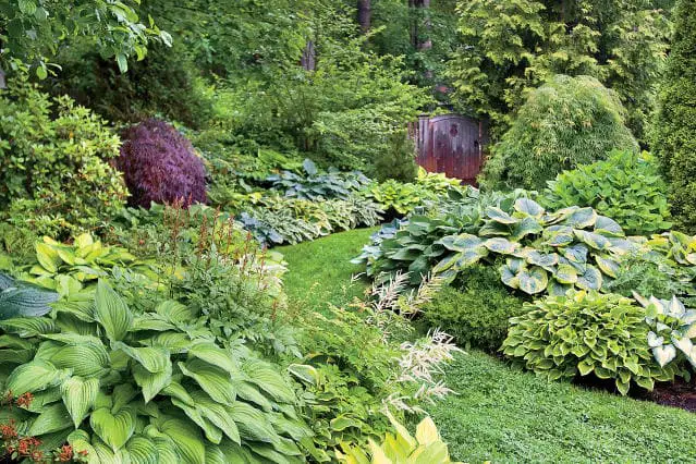 Unlock the Beauty of June Hosta A Complete Guide