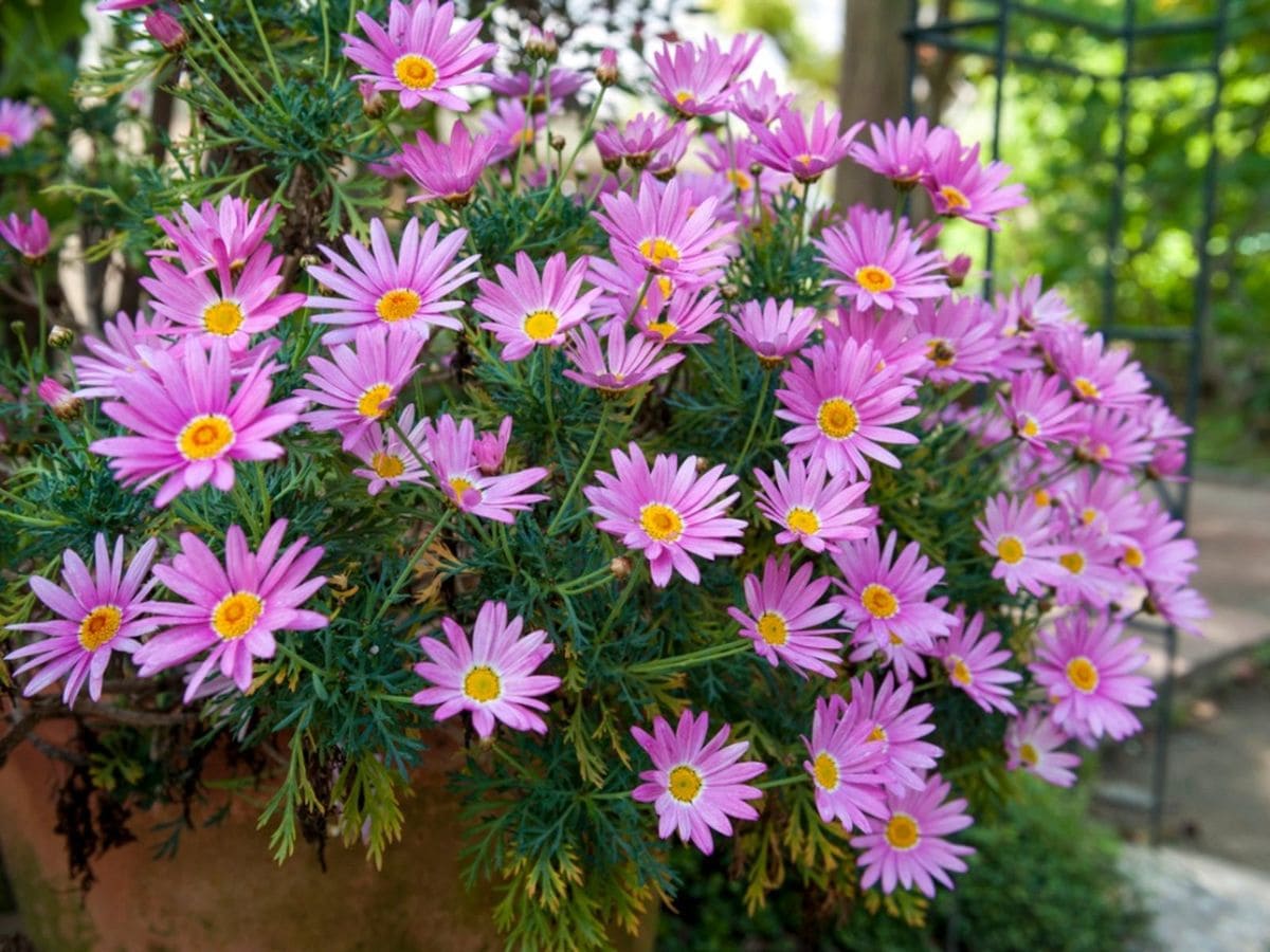 Unlock the Beauty of Your Garden with an Aster Garden A Guide