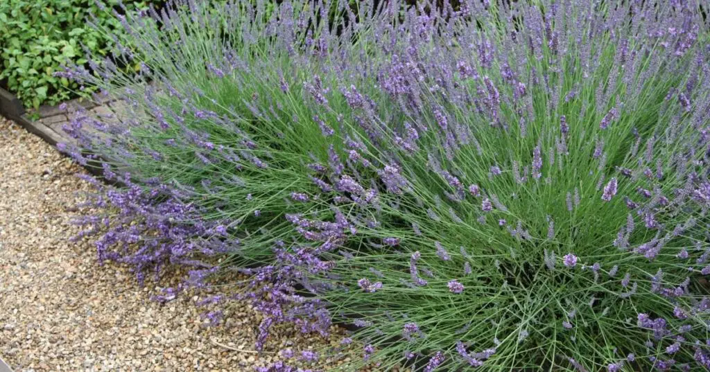 Unlock the Secrets of Grosso Lavender Your Ultimate Guide