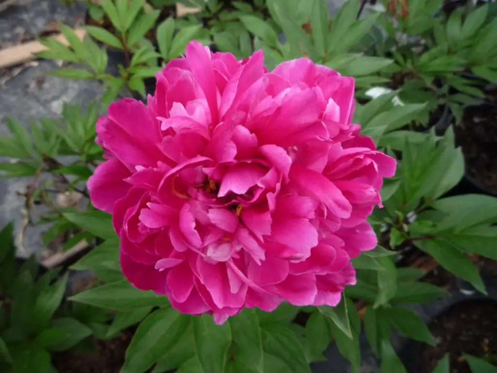Unraveling the Beauty of Karl Rosenfield Peony A Guide