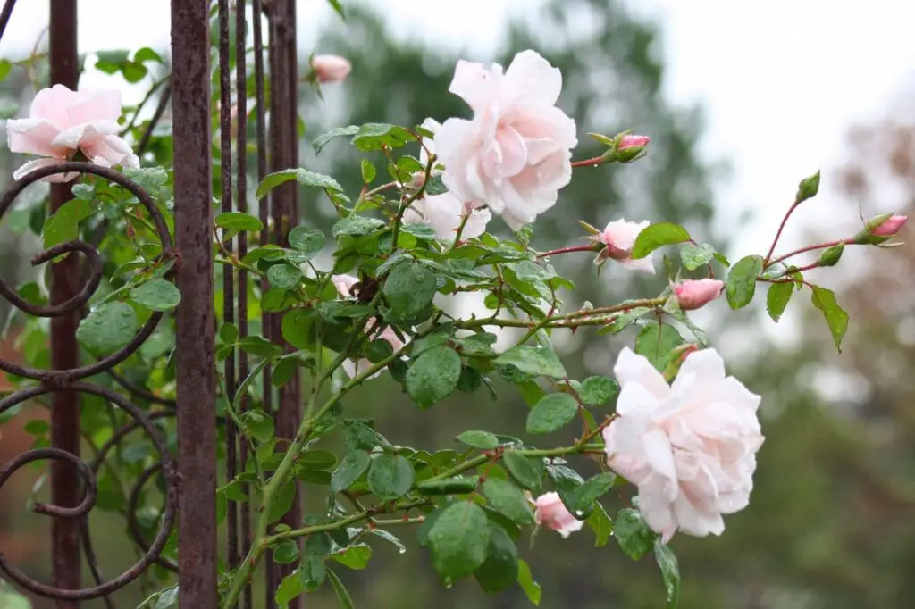 Unveiling the Beauty A Guide to New Dawn Climbing Rose