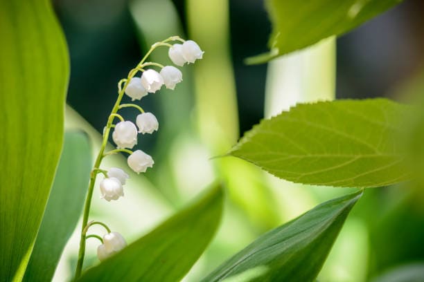 Unveiling the Beauty of Blue Lily of the Valley A Guide to Its Enchantment