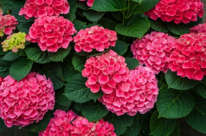 Unveiling the Beauty of Pink Hydrangea A Guide