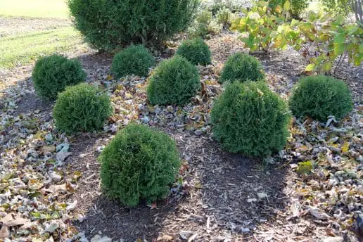 Unveiling the Beauty of Tater Tot Arborvitae A Guide