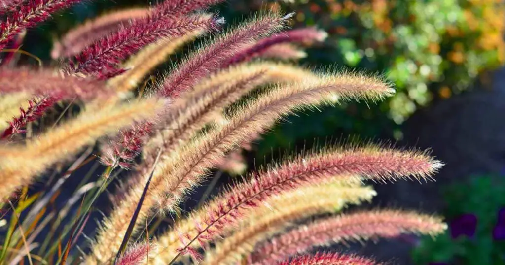 Unveiling the Enchantment of Dwarf Fountain Grass A Guide