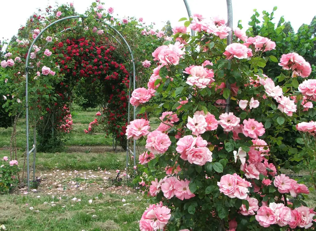 Unveiling the Magnificence of a Pink Rose Garden