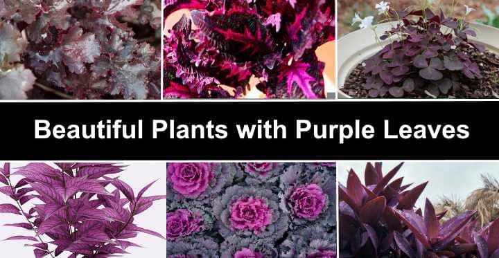 Unveiling the Majesty of the Purple Leaf Plant 11 Enchanting Facts You Need to Know