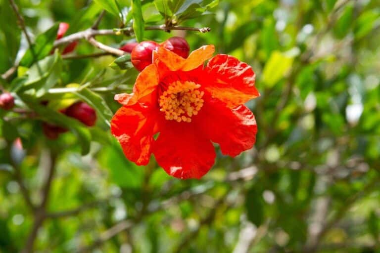 5 Stunning Facts About the Azucena Flower A Blossom of Elegance