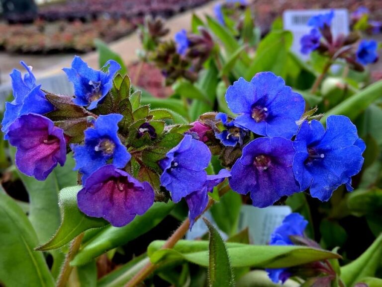A Gardener’s Guide to Lungwort: Varieties, Cultivation, and Landscape Uses