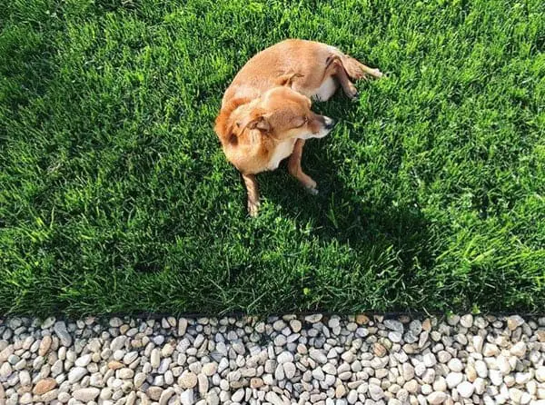 Clover Lawns for Pet Owners: Safe and Durable Ground Cover