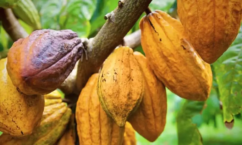 Enhancing Sustainable Agriculture The Vital Role of Cacao Flowers