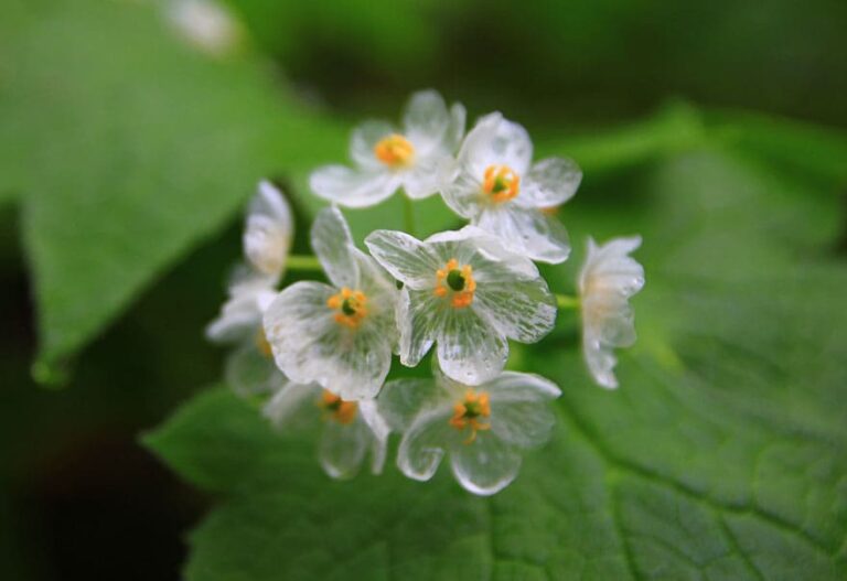 Gardening Insights Cultivating the Elusive Skeleton Flower in Your Backyard