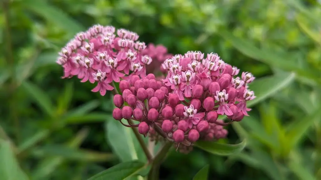Milkweed Plants for Sale Your Guide to Supporting Pollinators