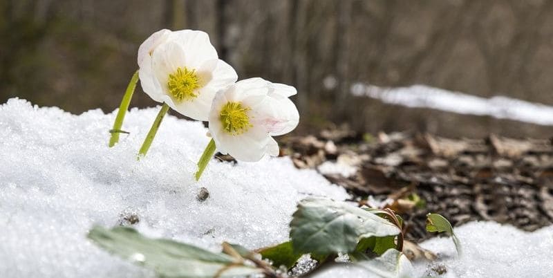 Snow Flowers vs. Frost Flowers Clarifying the Cold Weather Confusions