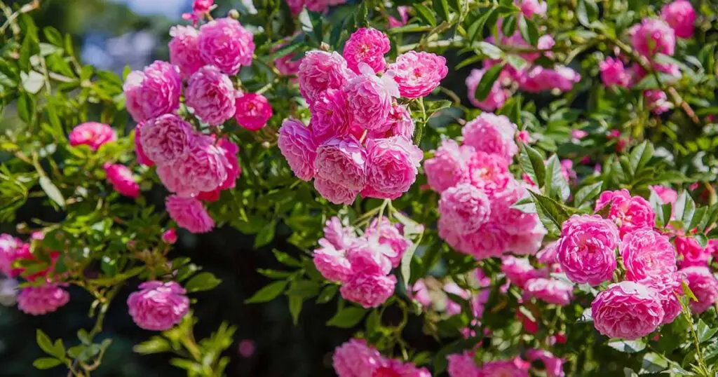 The Care and Maintenance of a Pink Rose Garden Tips and Tricks for Beginners