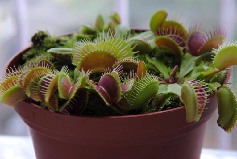 The Do's and Don'ts of Venus Fly Trap Care Avoiding Common Pitfalls