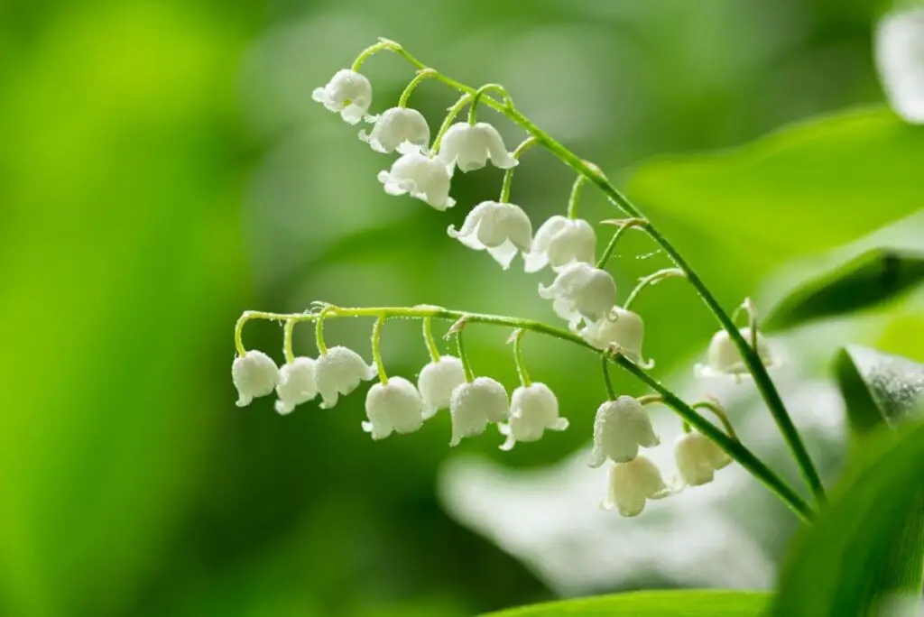 The Language of Flowers Exploring the Significance of Lily of the Valley