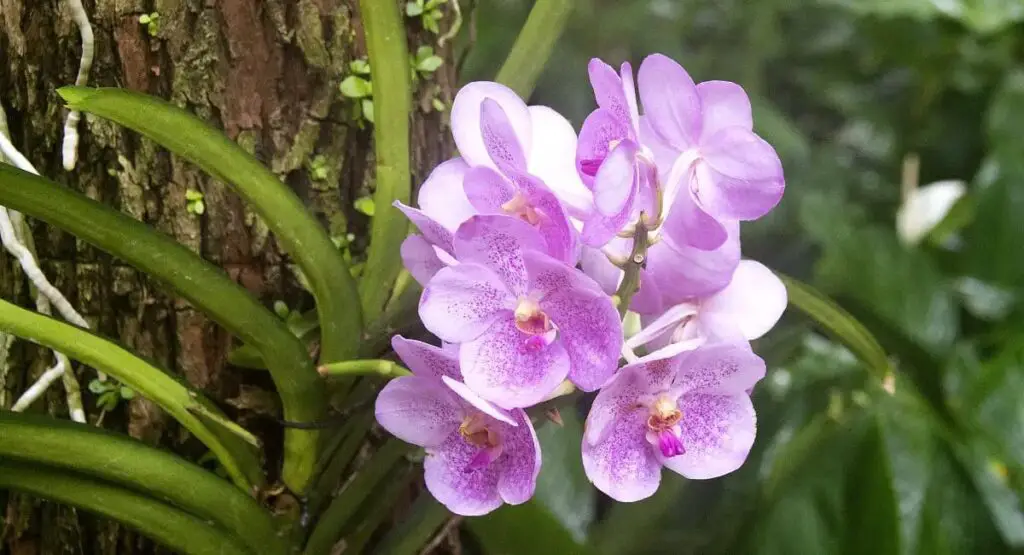 The Role of Orchids in Ecosystems More Than Just Beauty