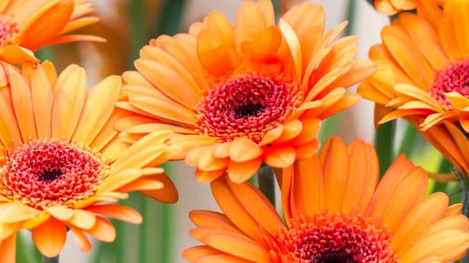 Top 10 Orange Flowers to Brighten Your Garden