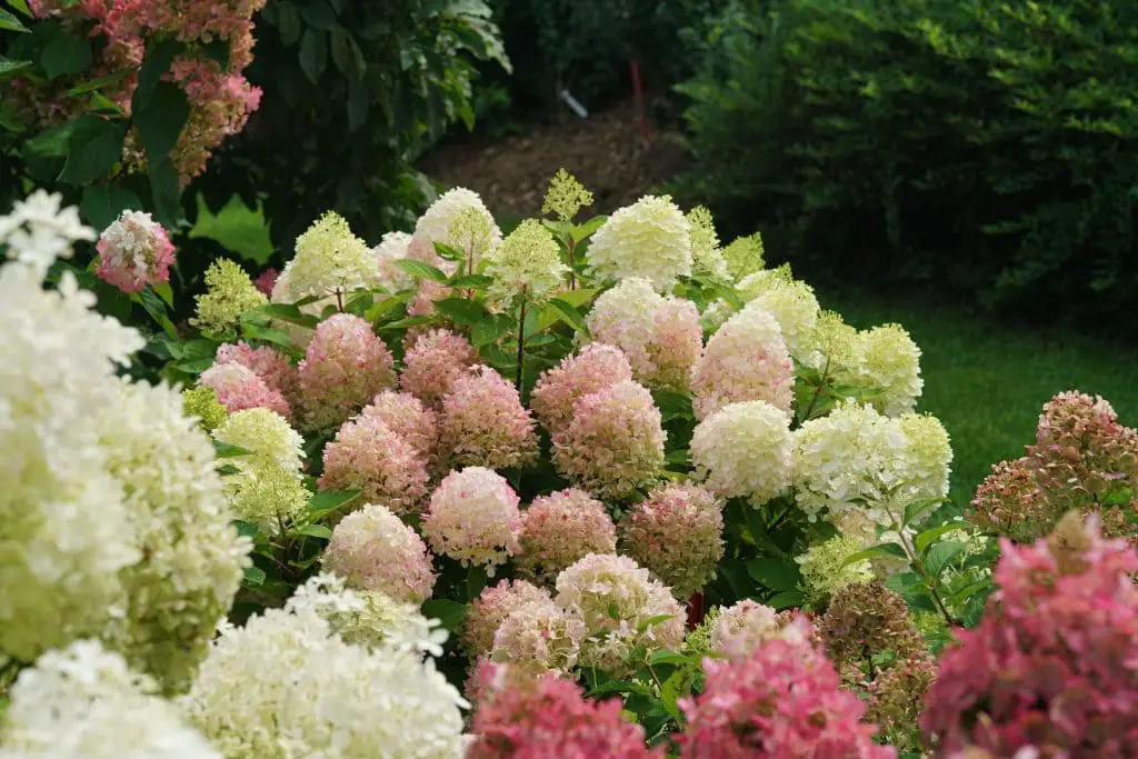 Unveiling the Beauty of Firelight Tidbit Hydrangea A Guide to Cultivation and Care