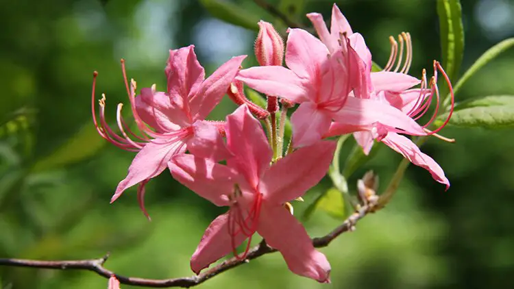 Unveiling the Beauty of Red Azalea A Vibrant Floral Elegance