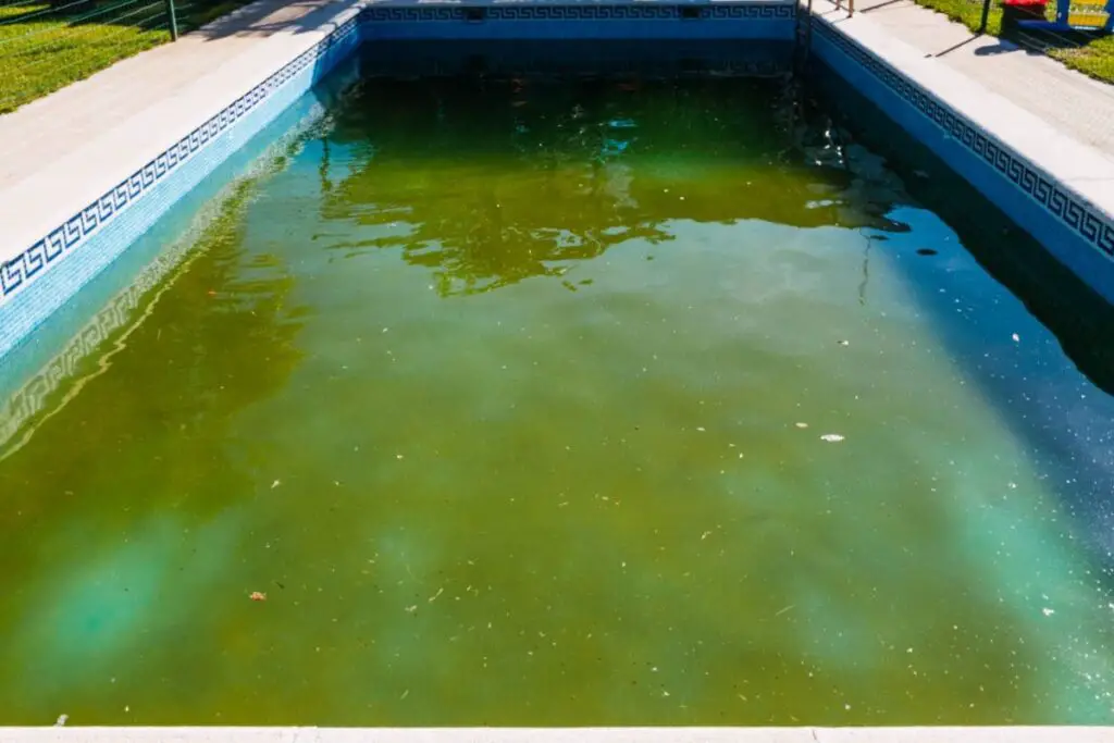 Why Is Black Algae a Problem in Pools? Health Risks and Solutions