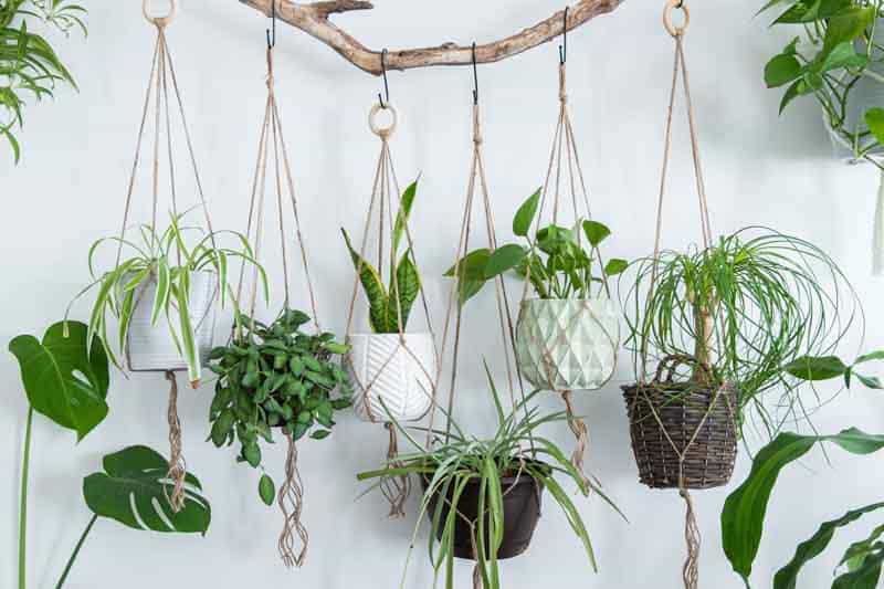A Guide to Low Light Houseplants Varieties and Care Tips