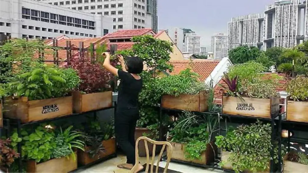 The Benefits of Roof and Garden Enhancing Urban Living