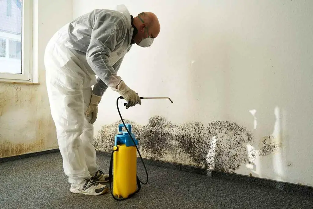 The Hidden Costs of Ignoring Mold Removal Why Acting Fast Saves Money