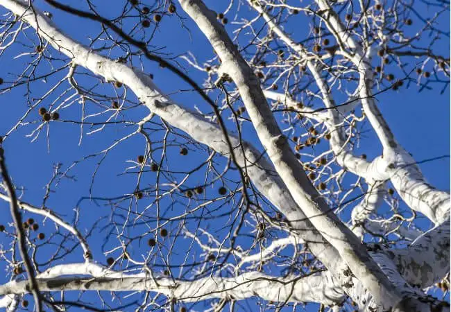 Trees with White Bark Nature's Unique Wonders