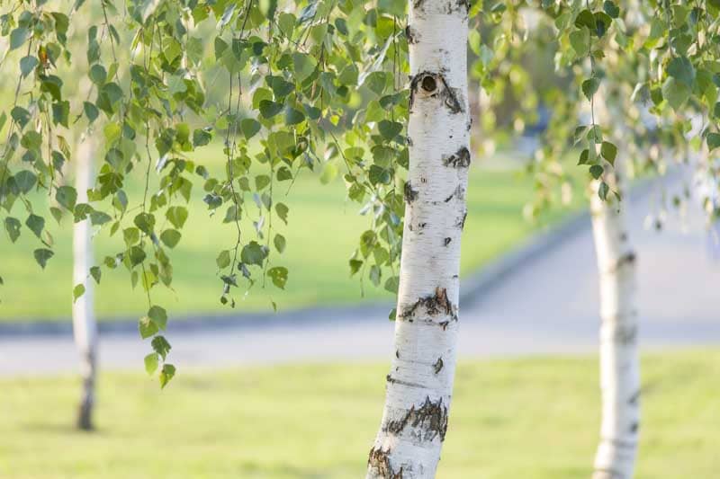 Why White Bark Trees Are Perfect for Your Landscape